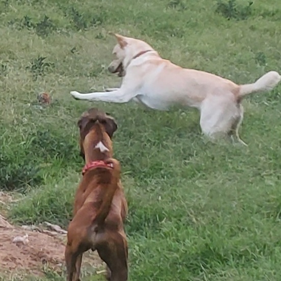 Kayla, a Adoptable mixed breed in White Settlement, TX image 3/10