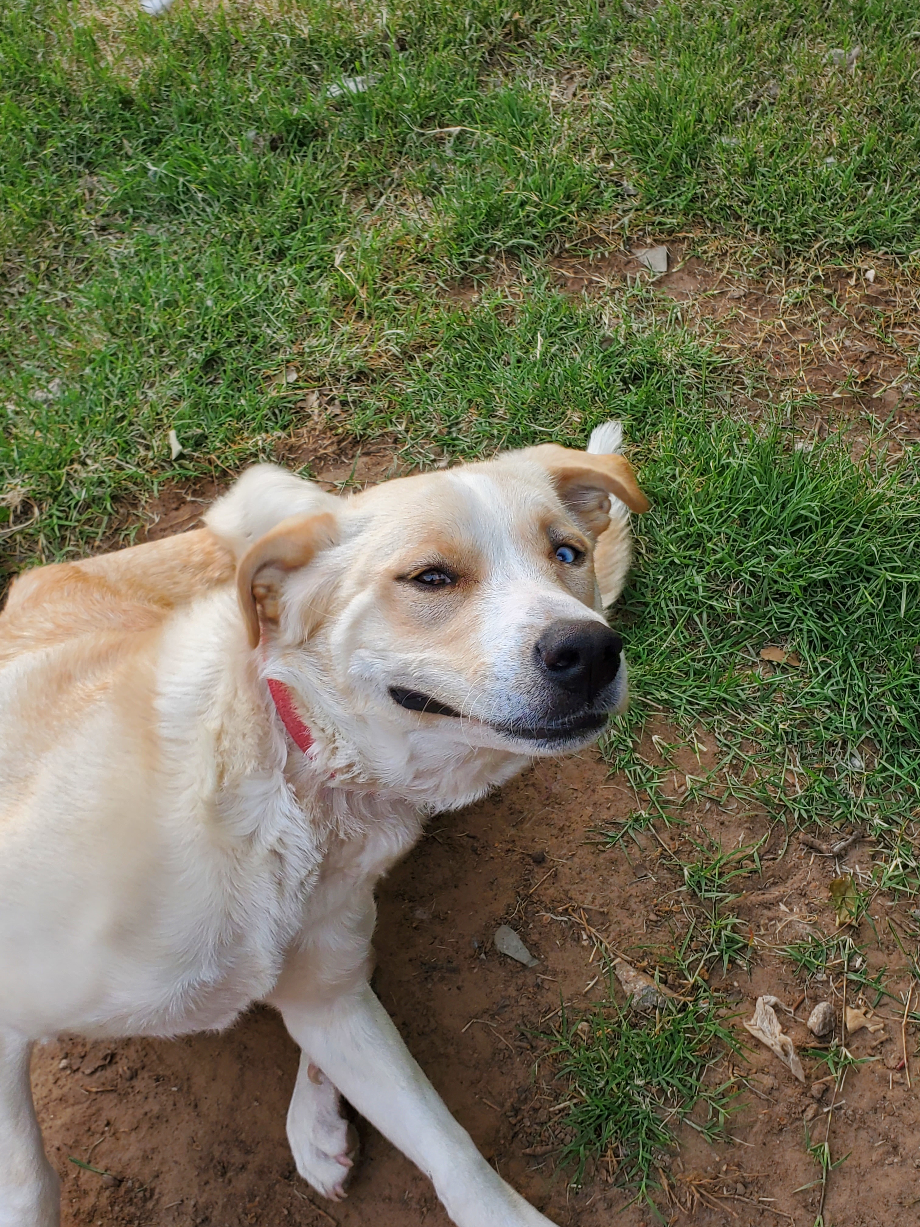 Kayla, a Adoptable mixed breed in White Settlement, TX image 4/10