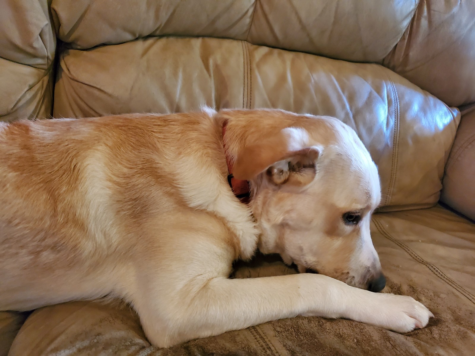 Kayla, a Adoptable mixed breed in White Settlement, TX image 5/10