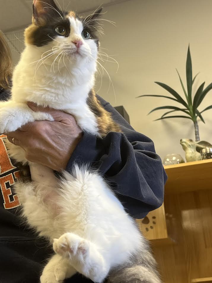 Enlarge Demure, a ADOPTABLE Domestic Medium Hair in South Elgin, IL image 2/6