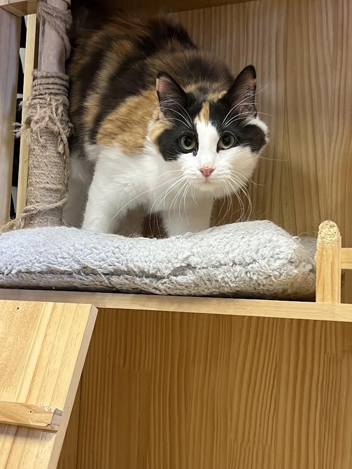 Enlarge Demure, a ADOPTABLE Domestic Medium Hair in South Elgin, IL image 6/6