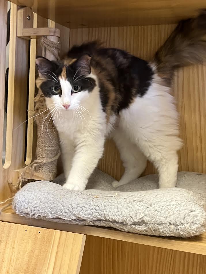 Enlarge Demure, a ADOPTABLE Domestic Medium Hair in South Elgin, IL image 4/6