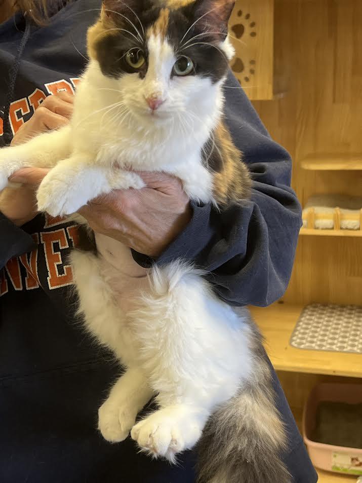 Demure, ADOPTABLE, Adult Female Domestic Medium Hair.