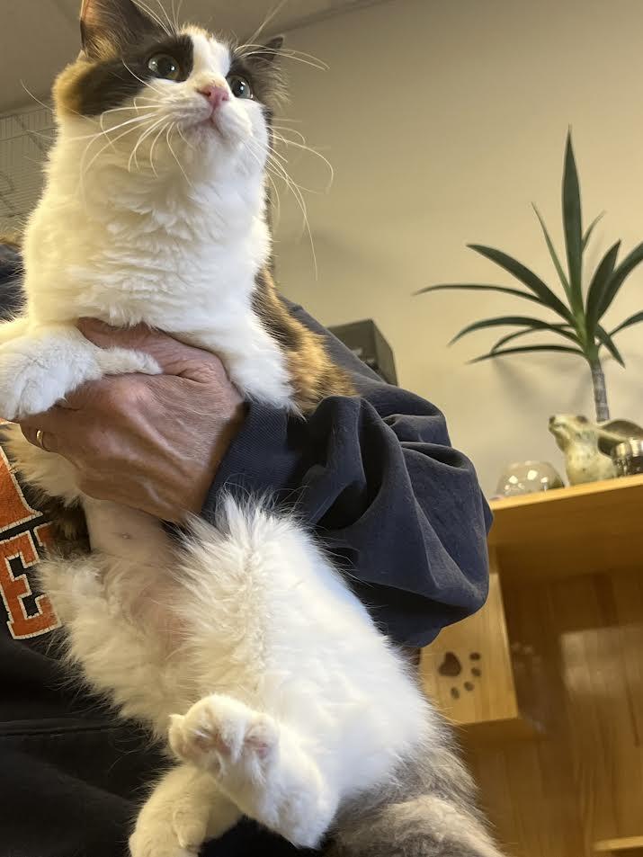 Enlarge Demure, a ADOPTABLE Domestic Medium Hair in South Elgin, IL image 3/6