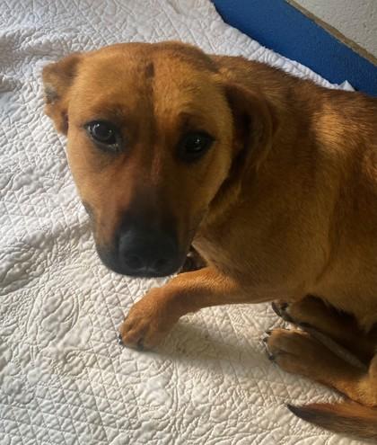 Paige, an adoptable Terrier & Beagle Mix in Lancaster, SC_image-1