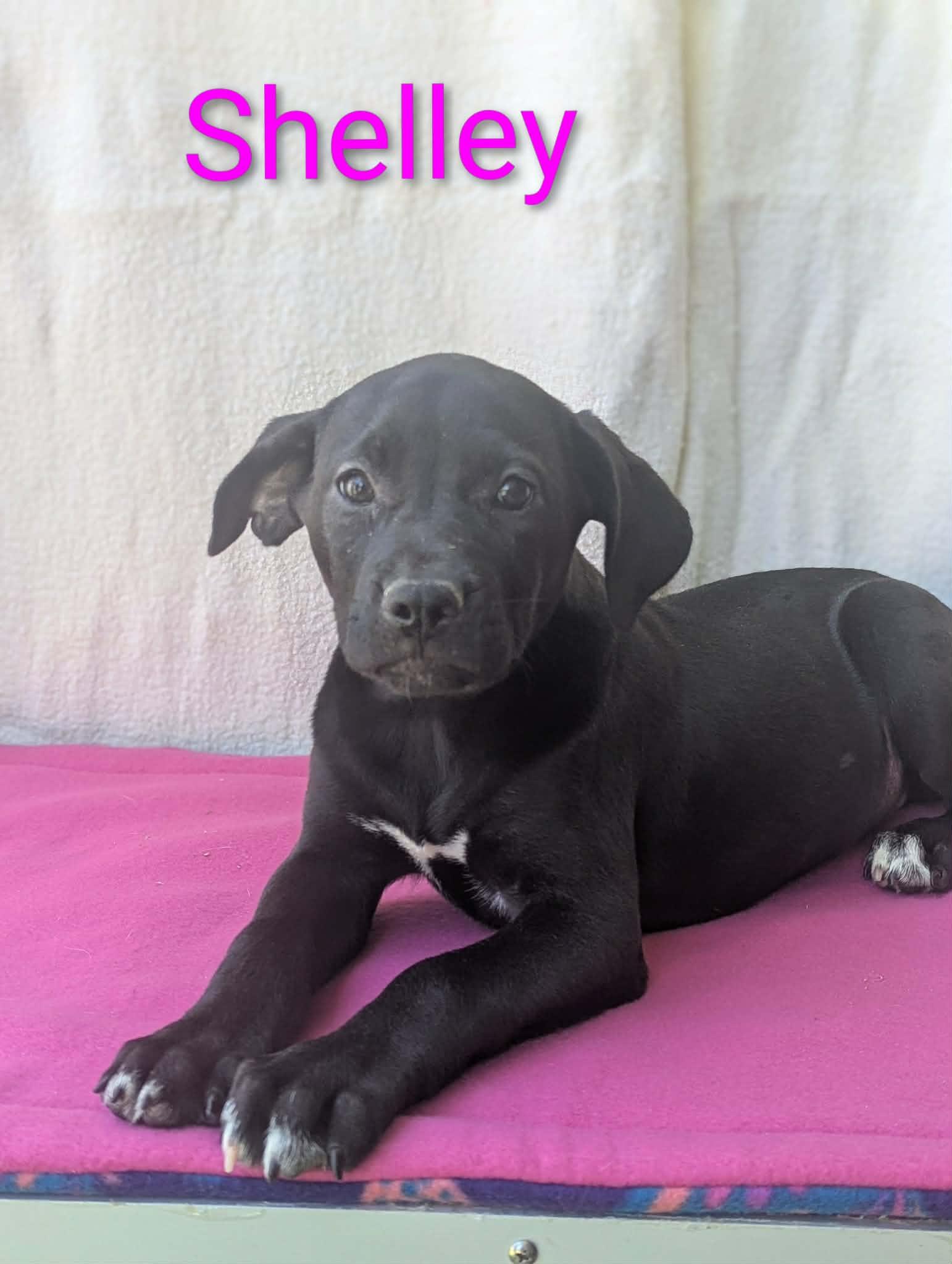 Enlarge Shelley, a ADOPTABLE mixed breed in Logan, OH image 1/1