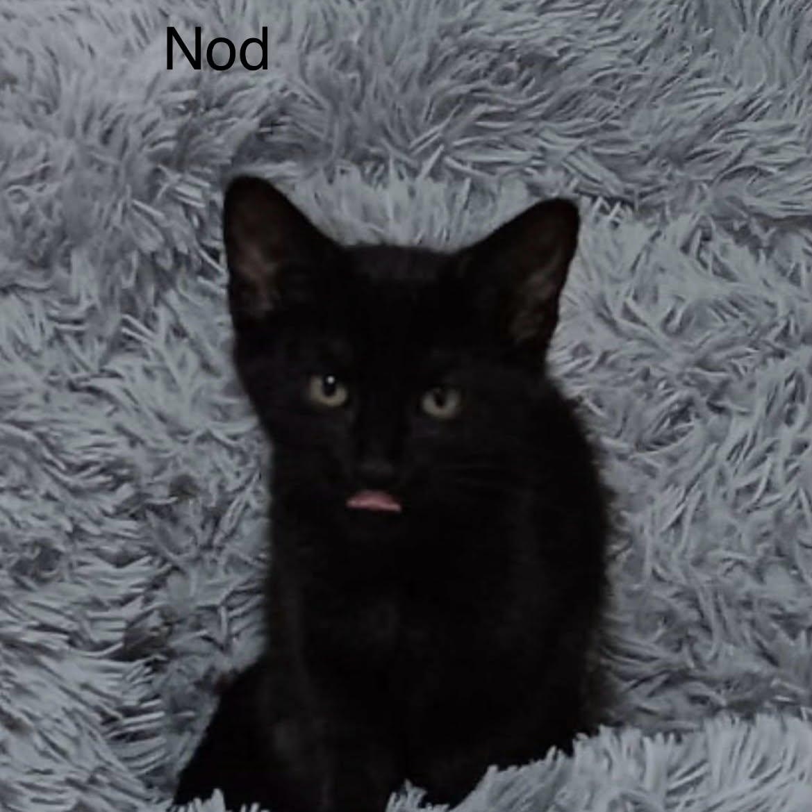 Nod at PetSmart, Adoptable, Kitten Female Bombay & Domestic Short Hair.