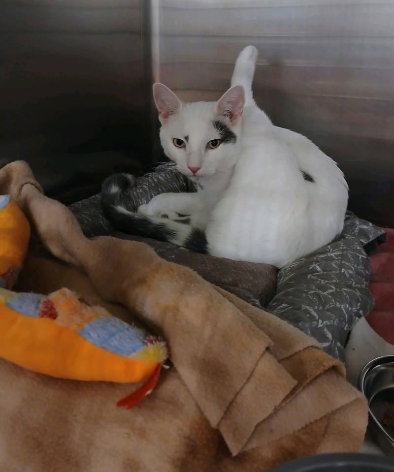 Mason, an adopted Domestic Short Hair in Philadelphia, PA image 2/2