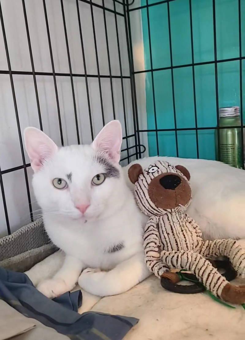 Mason, an adopted Domestic Short Hair in Philadelphia, PA image 1/2