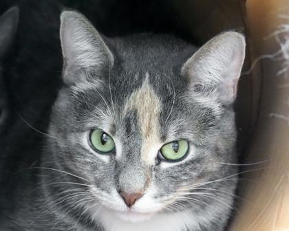 Sireah, Adoptable, Adult Female Domestic Short Hair.