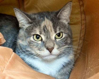 Enlarge Sireah, a Adoptable Domestic Short Hair in West Seneca, NY image 1/3