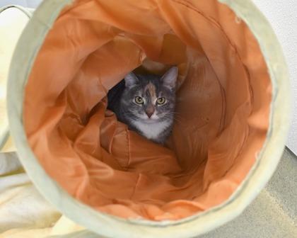 Sireah, Adoptable, Adult Female Domestic Short Hair.