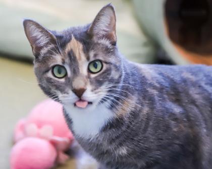 Sireah, Adoptable, Adult Female Domestic Short Hair.