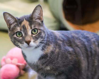 Sireah, a Adoptable Domestic Short Hair in West Seneca, NY image 2/3