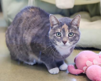Sireah, a Adoptable Domestic Short Hair in West Seneca, NY image 3/3