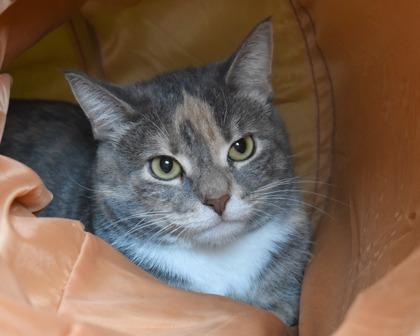Enlarge Sireah, a Adoptable Domestic Short Hair in West Seneca, NY image 3/3