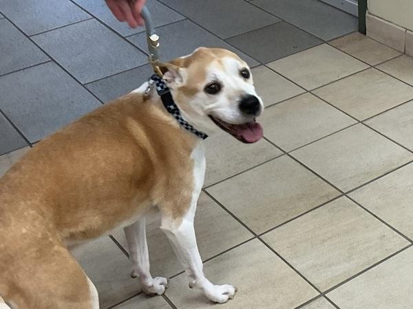 Enlarge Oakley, a Adoptable mixed breed in Virginia Beach, VA image 1/1