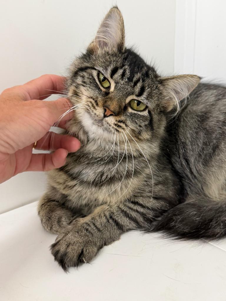 Kreme, Adoptable, Young Female Domestic Long Hair.