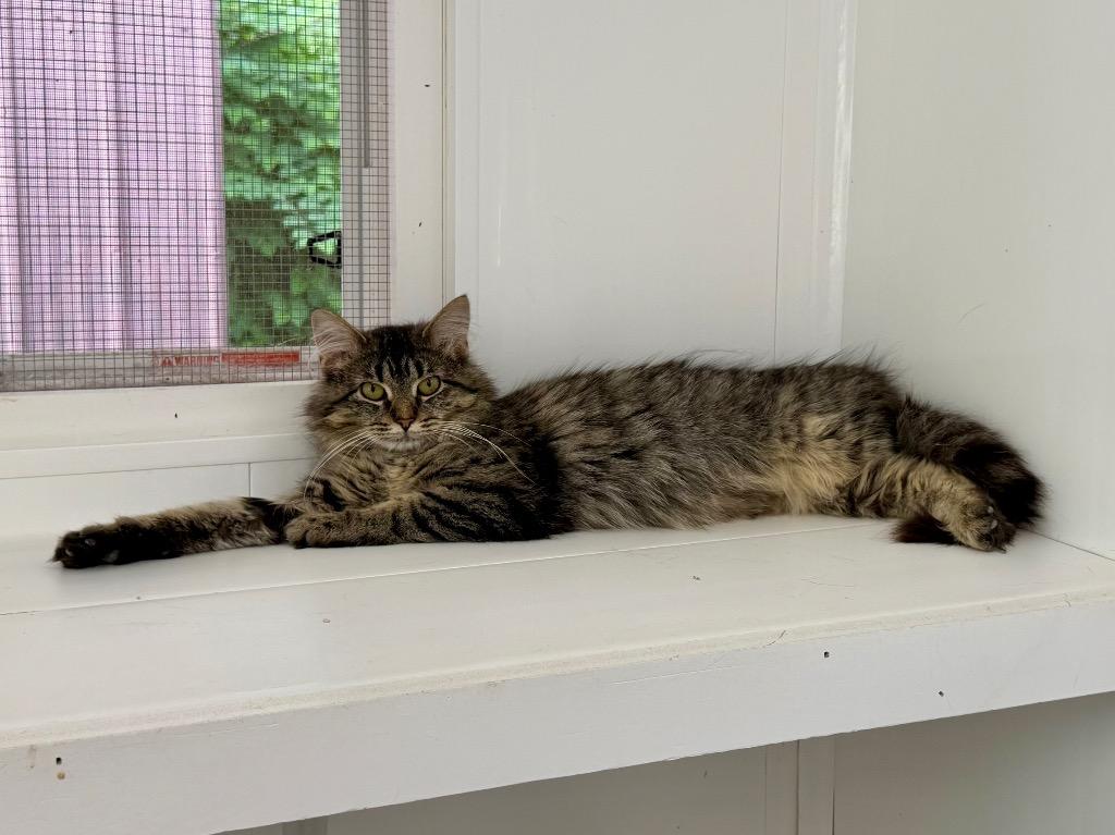 Kreme, a Adoptable mixed breed in Glenfield, NY image 4/4