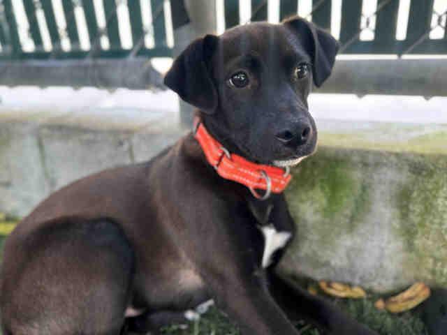 Enlarge MEATBALL, a Adoptable mixed breed in Bonita, CA image 1/1