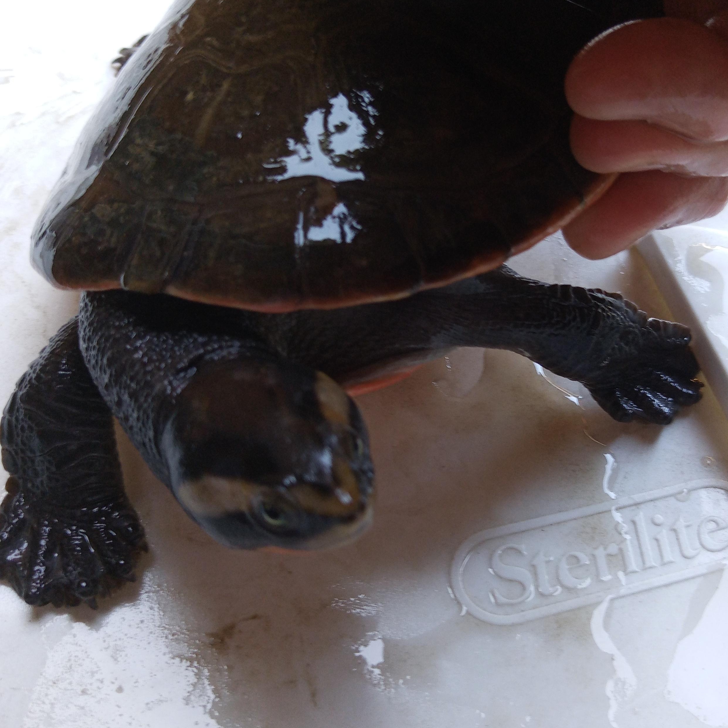 Punky, a Adoptable Turtle in Modesto, CA image 1/2