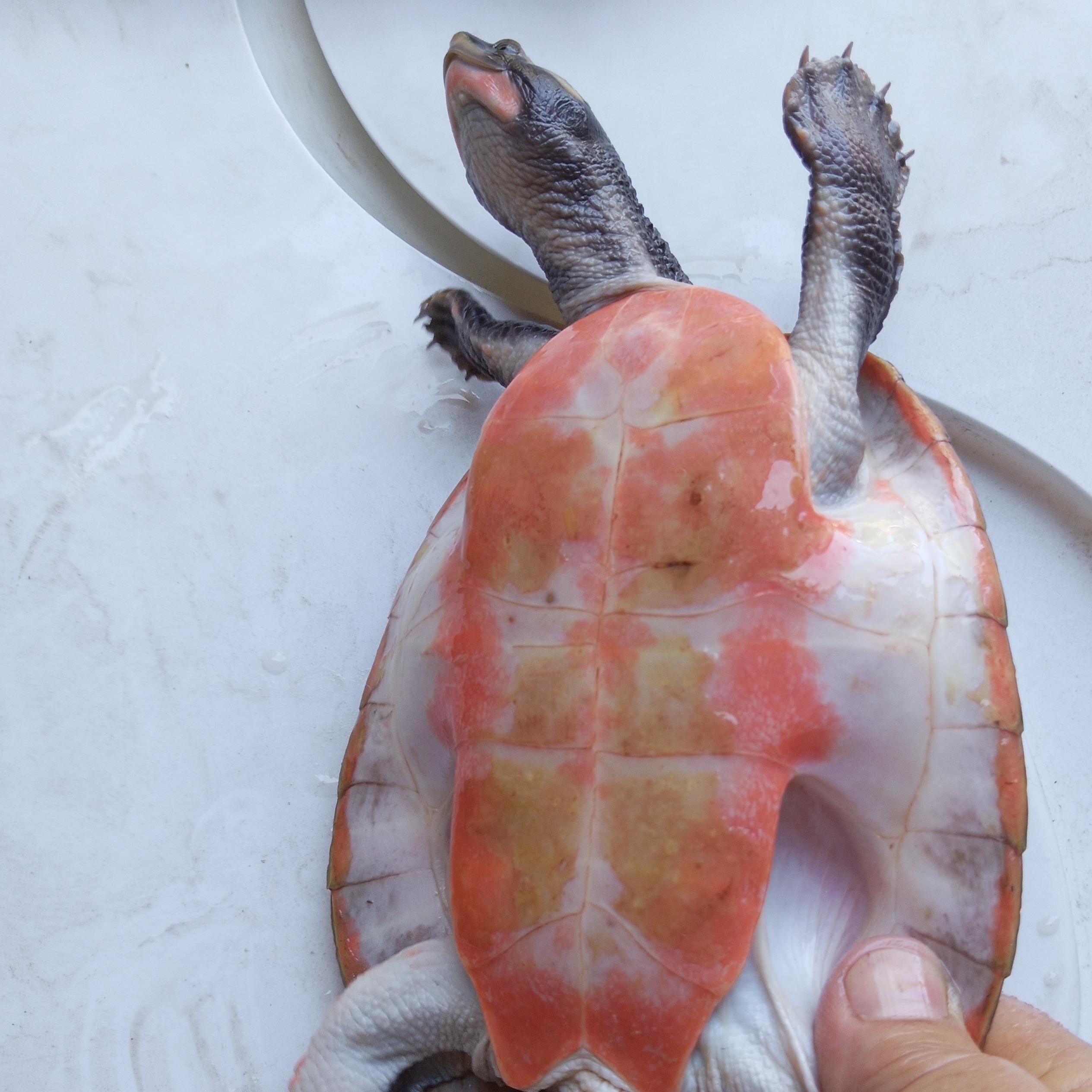 Punky, a Adoptable Turtle in Modesto, CA image 2/2