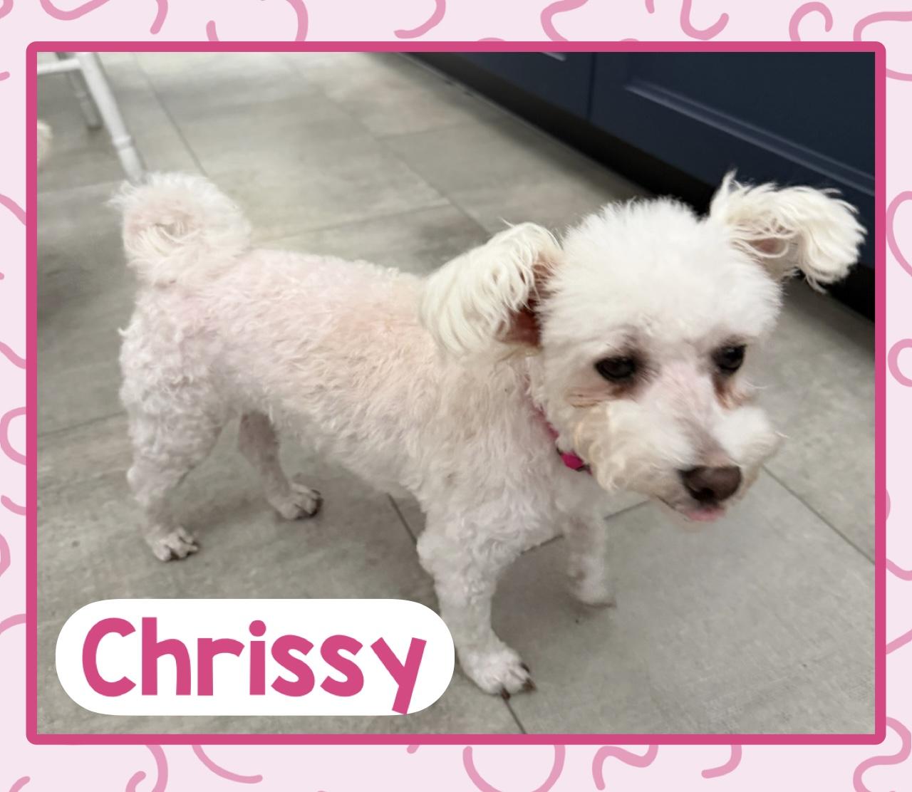 Chrissy, adopted, Adult Female Maltese.