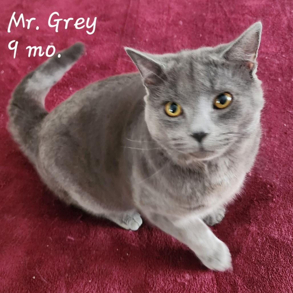 Mr Grey ARC2026-0014, Adoptable, Young Male Domestic Short Hair.