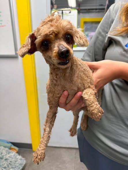Enlarge Chip, an adopted Miniature Poodle in Delhi, NY image 1/1