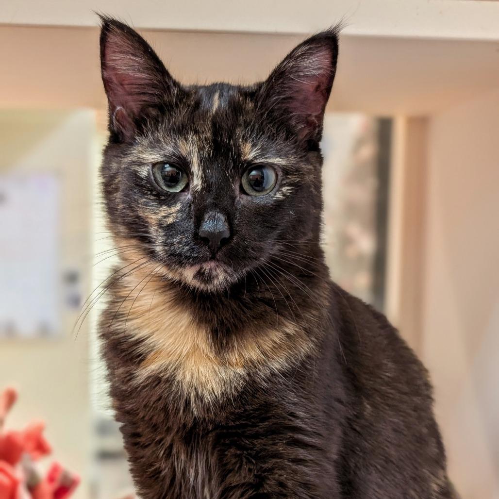 Chili, Adoptable, Young Female Domestic Short Hair.