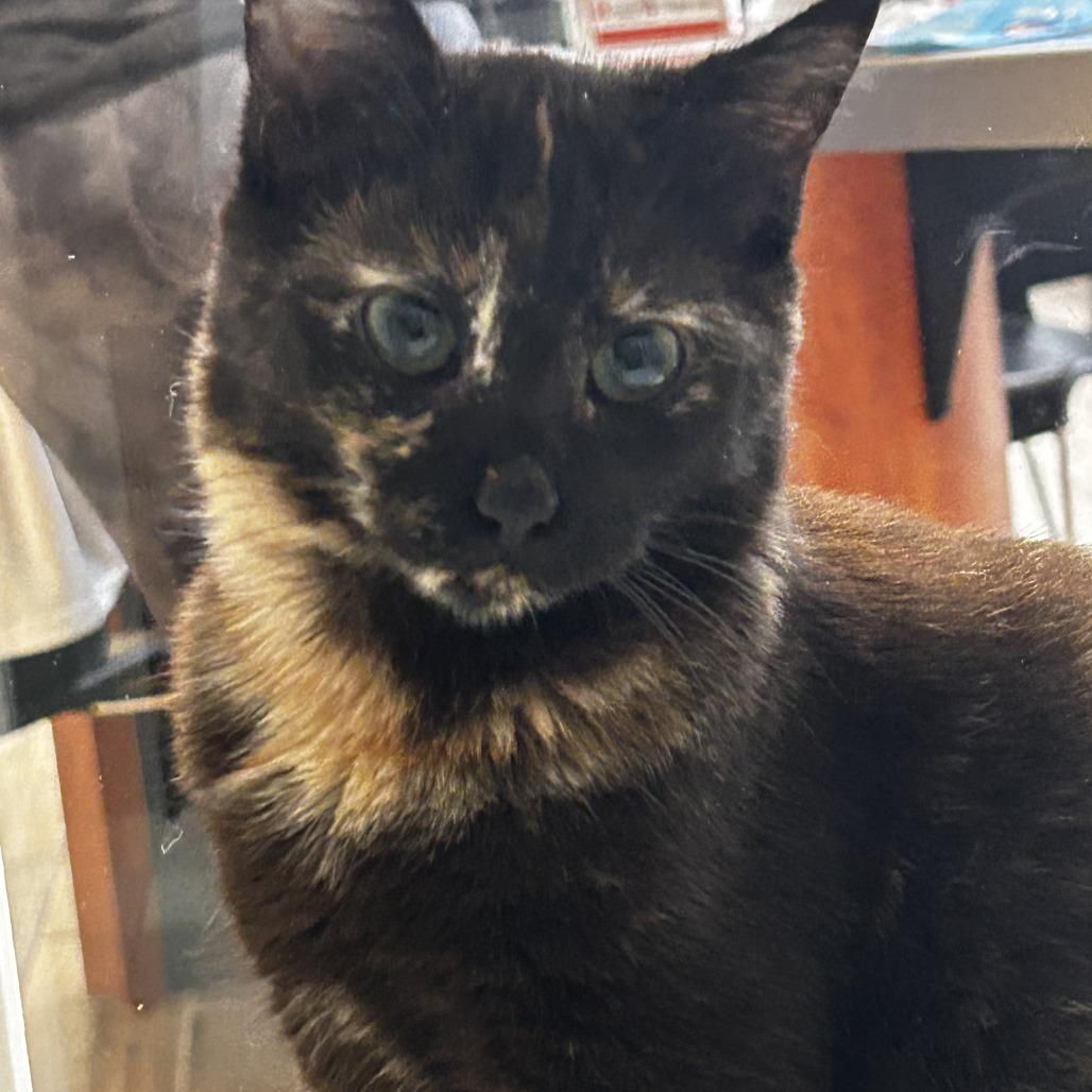 Enlarge Chili, a Adoptable Domestic Short Hair in Pleasanton, CA image 2/2