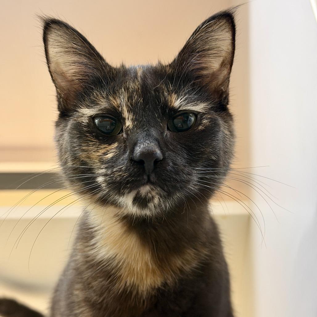 Enlarge Chili, a Adoptable Domestic Short Hair in Pleasanton, CA image 3/3
