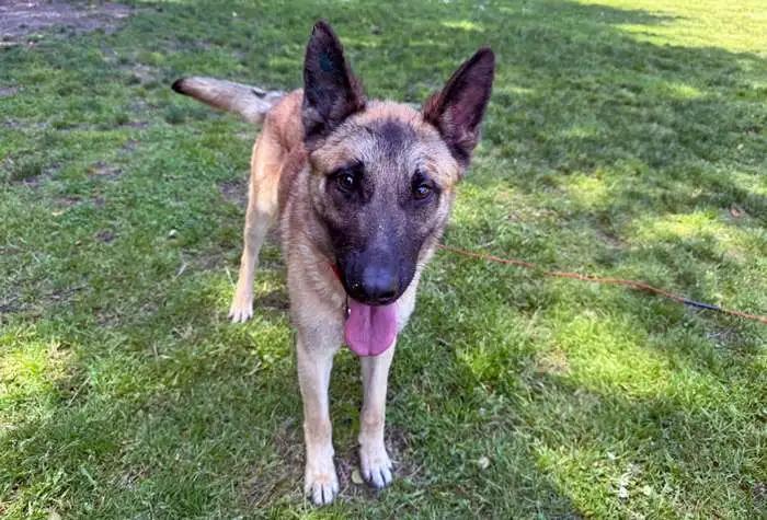 Enlarge Ronan, a Adoptable Belgian Shepherd / Malinois in Coupeville, WA image 1/4