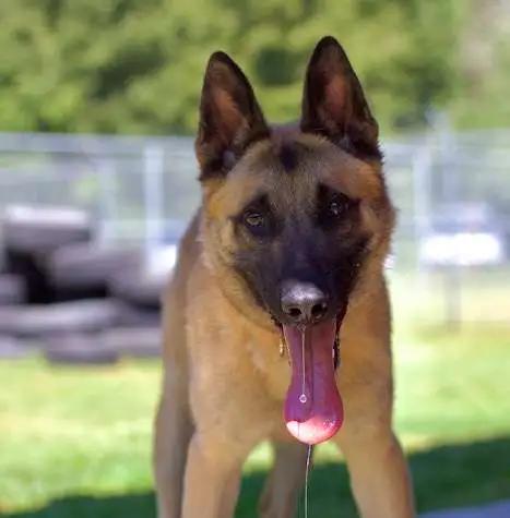 Ronan, Adoptable, Young Male Belgian Shepherd / Malinois.