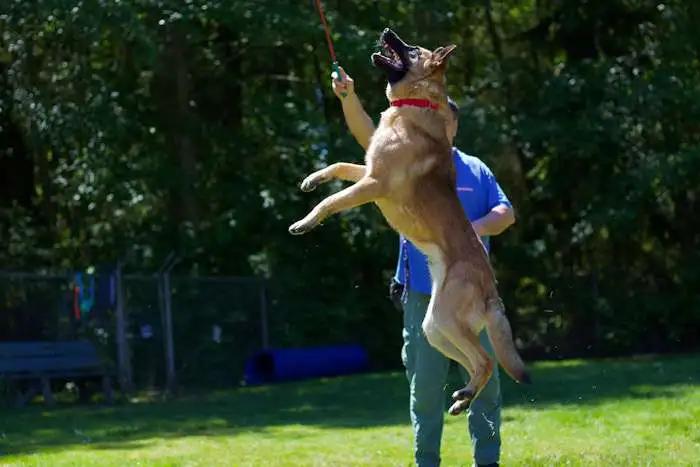Enlarge Ronan, a Adoptable Belgian Shepherd / Malinois in Coupeville, WA image 3/4