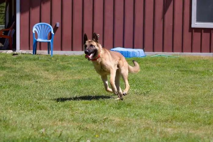 Enlarge Ronan, a Adoptable Belgian Shepherd / Malinois in Coupeville, WA image 4/4