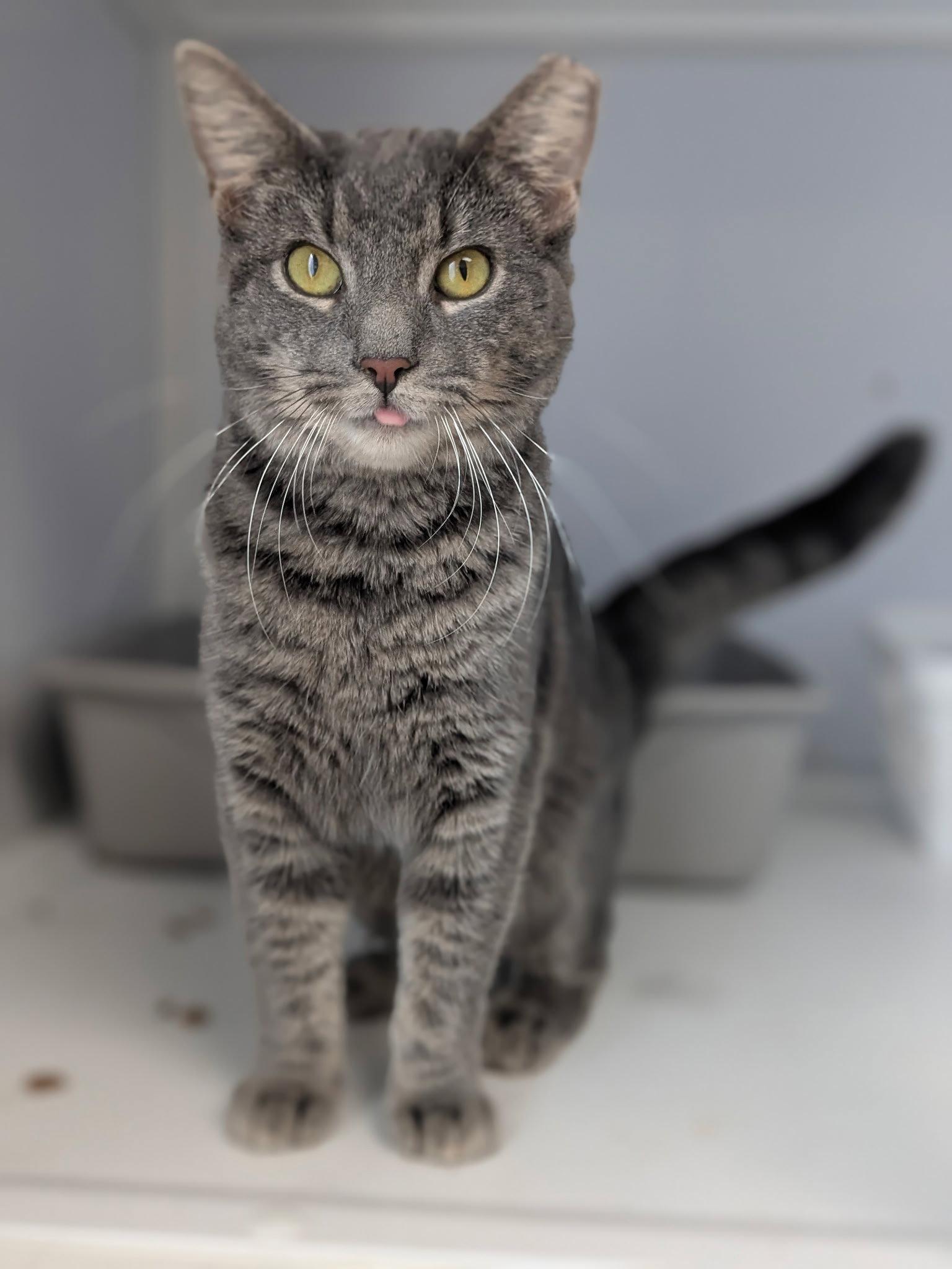 Sara (FIV+), Adoptable, Young Female Tabby.