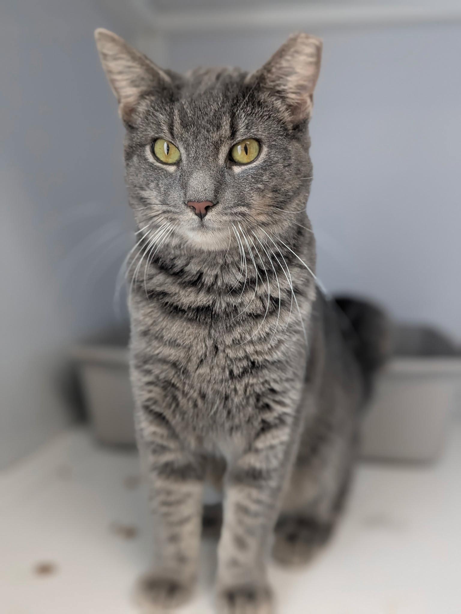 Enlarge Sara (FIV+), a Adoptable Tabby in Alexandria, VA image 2/2