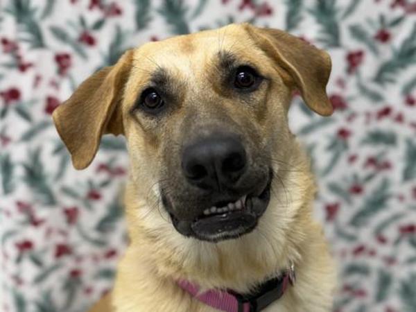 Scarlett, Adoptable, Adult Female Anatolian Shepherd.