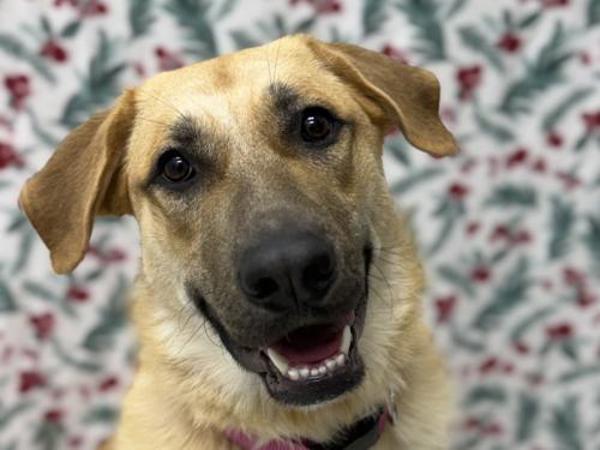 Enlarge Scarlett, a Adoptable mixed breed in Portland, OR image 3/3