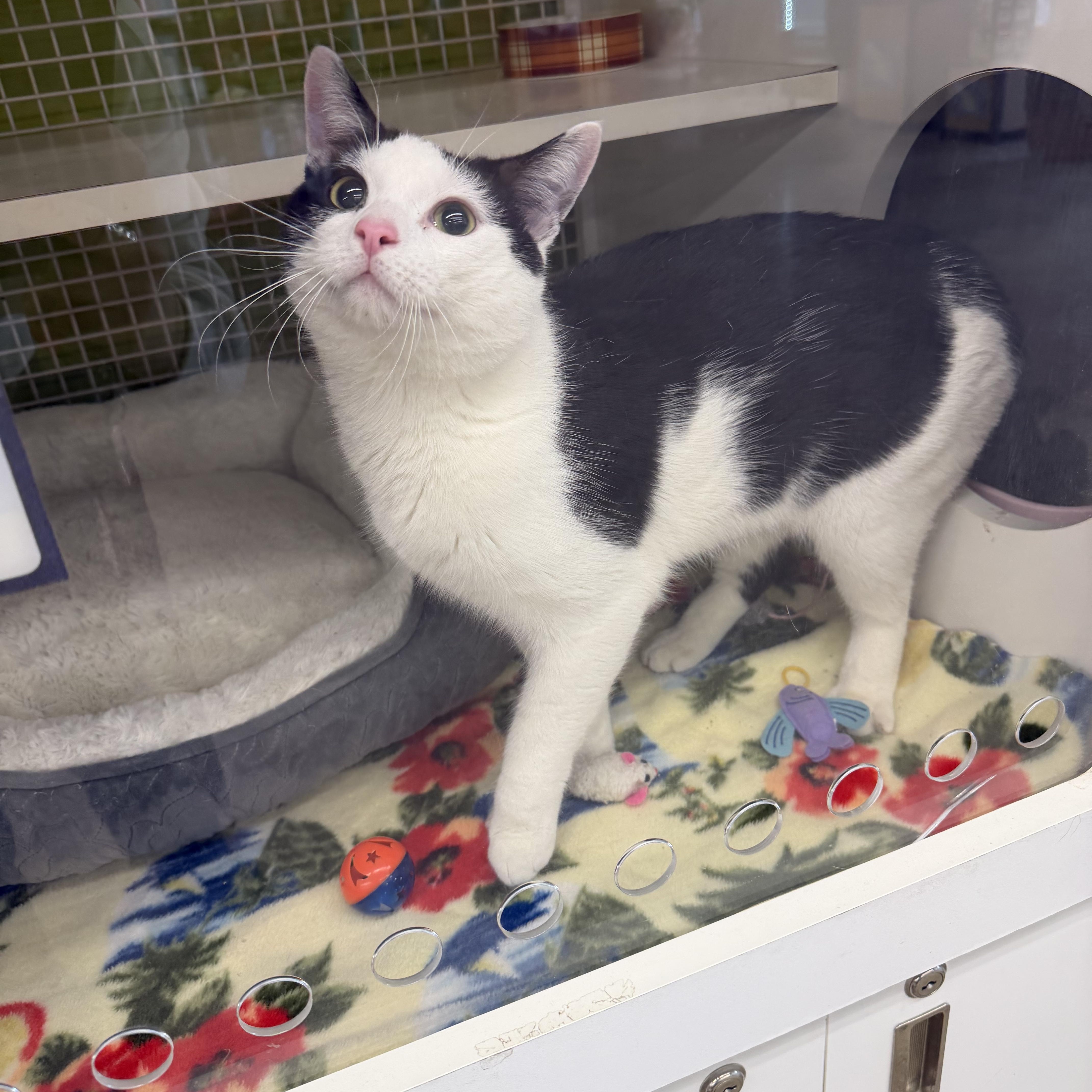 Babyface , an adopted Domestic Short Hair in Bellmawr, NJ image 1/5