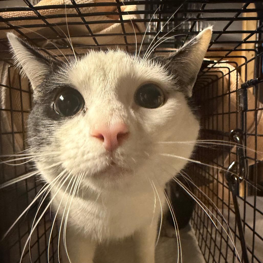 Babyface , an adopted Domestic Short Hair in Bellmawr, NJ image 5/5