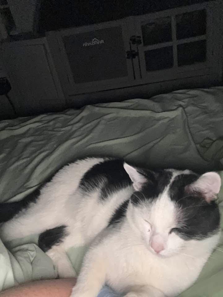 Babyface , an adopted Domestic Short Hair in Bellmawr, NJ image 4/5