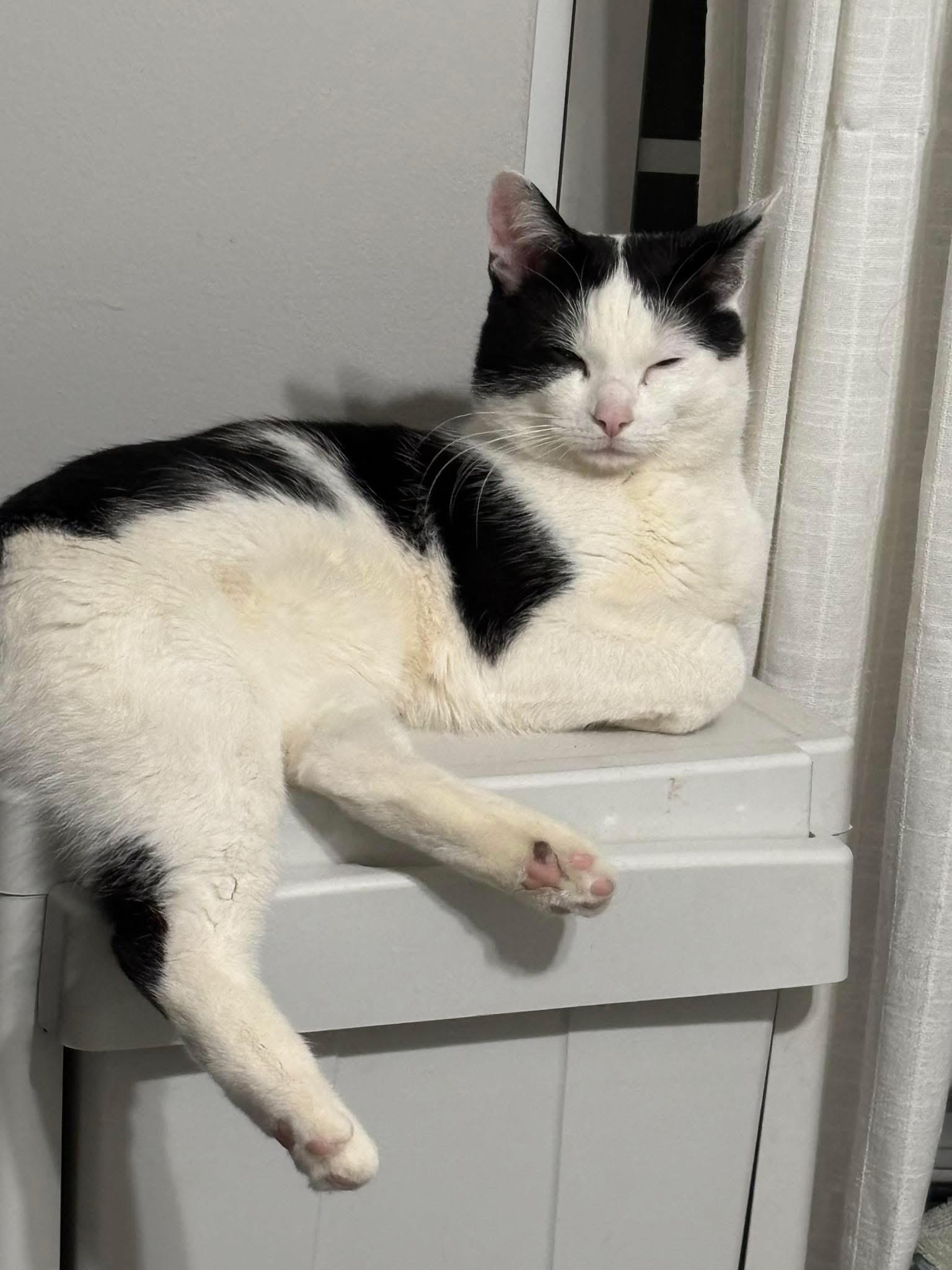 Babyface , an adopted Domestic Short Hair in Bellmawr, NJ image 2/5