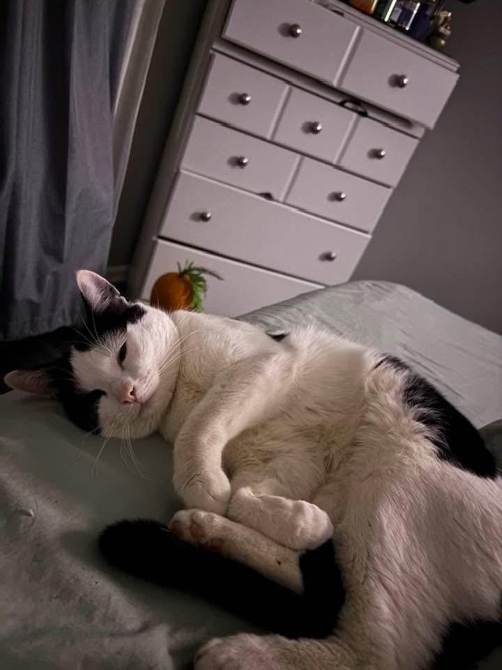 Babyface , an adopted Domestic Short Hair in Bellmawr, NJ image 3/5