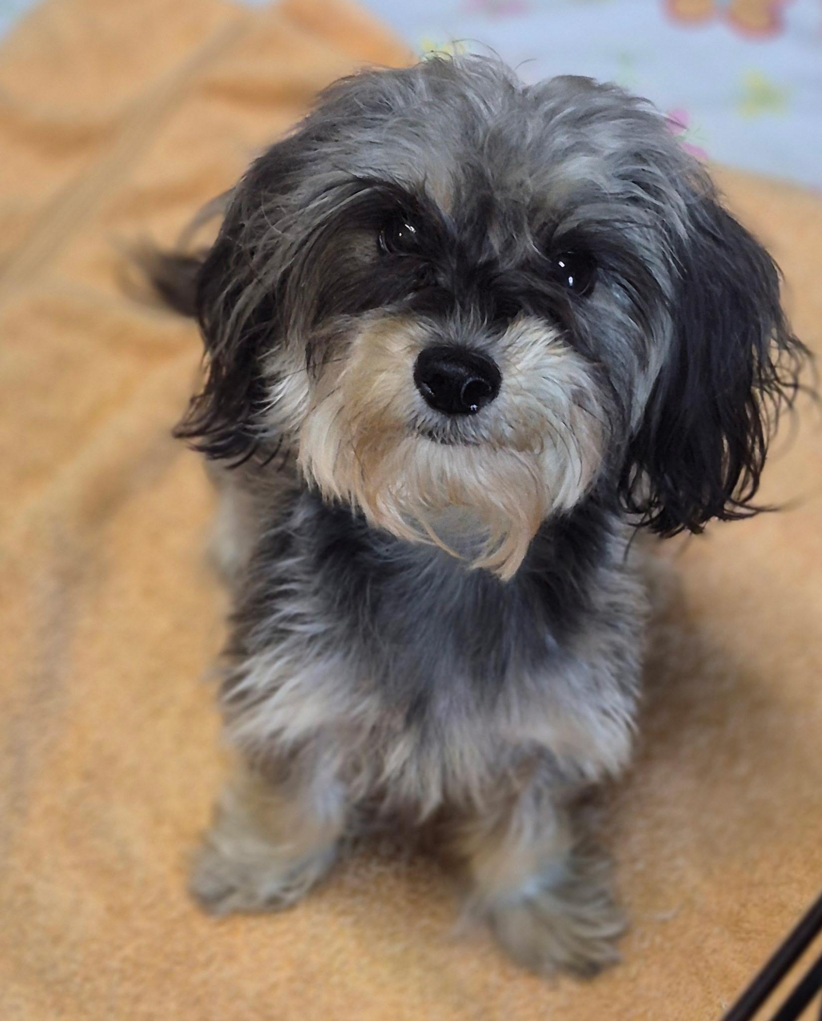 Enlarge Sadie, a Adopted mixed breed in Los Angeles, CA image 1/4