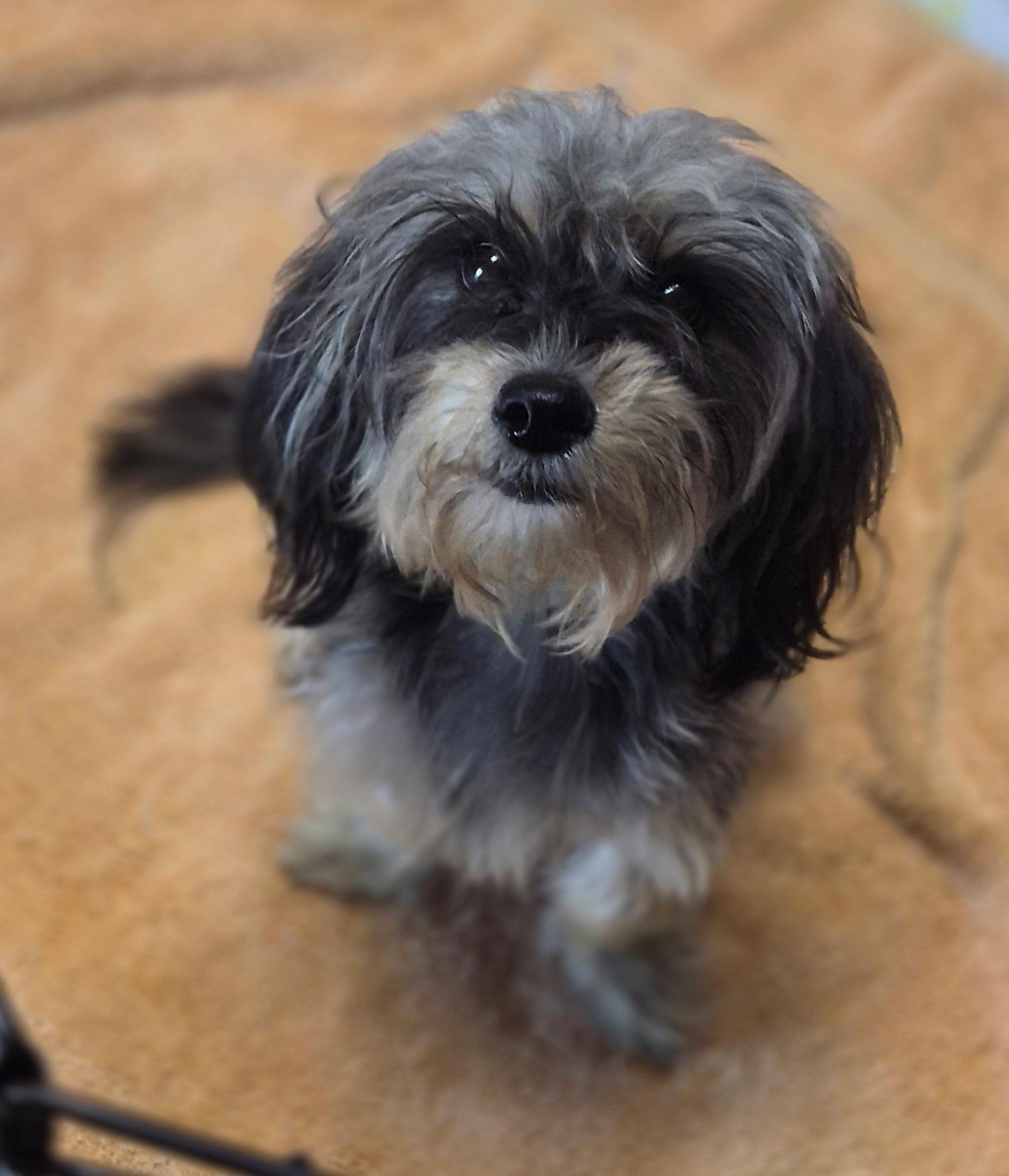 Enlarge Sadie, a Adopted mixed breed in Los Angeles, CA image 2/4