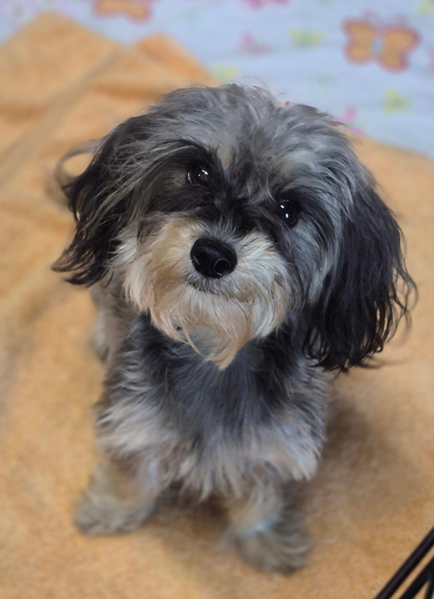 Enlarge Sadie, a Adopted mixed breed in Los Angeles, CA image 3/4