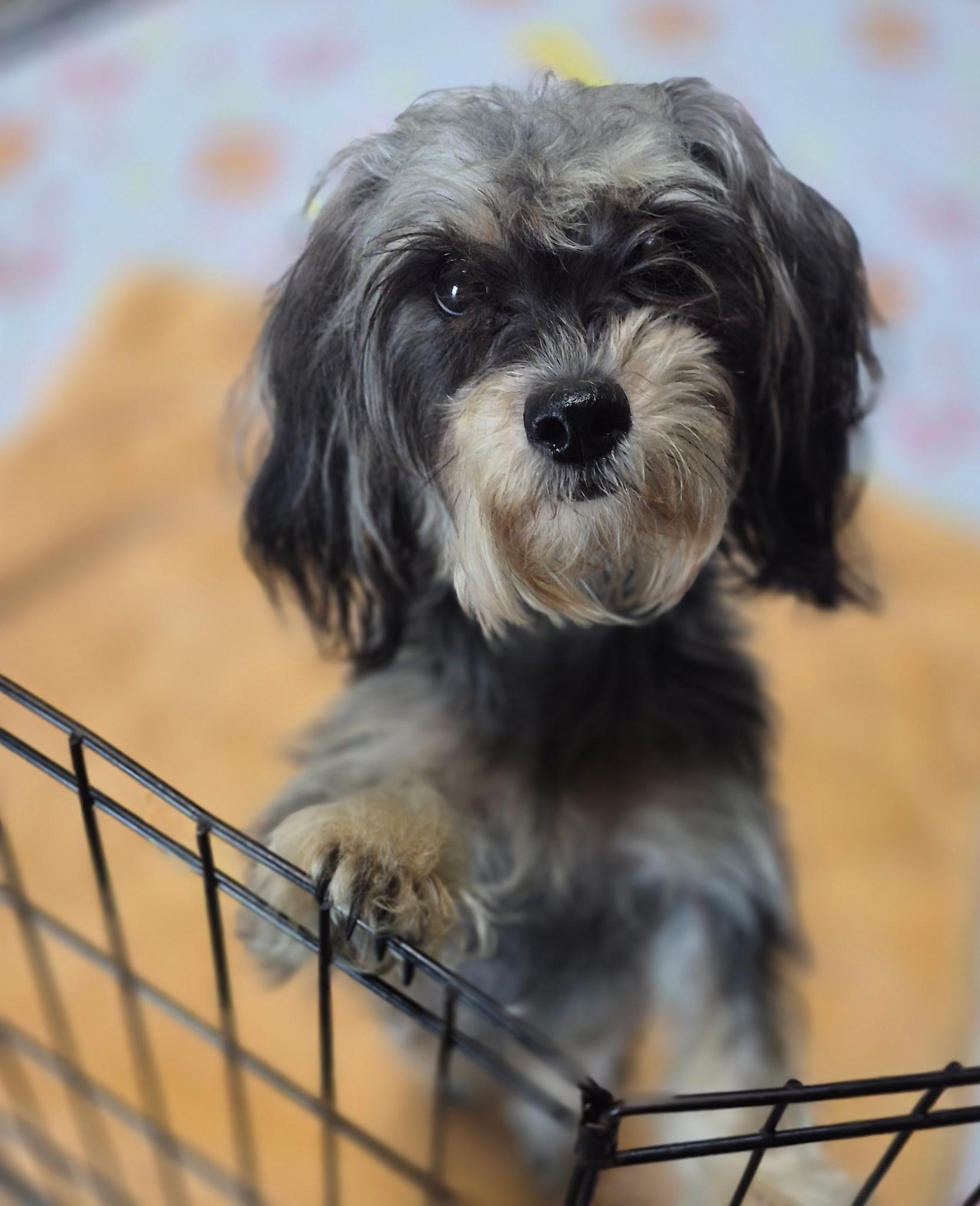 Enlarge Sadie, a Adopted mixed breed in Los Angeles, CA image 4/4