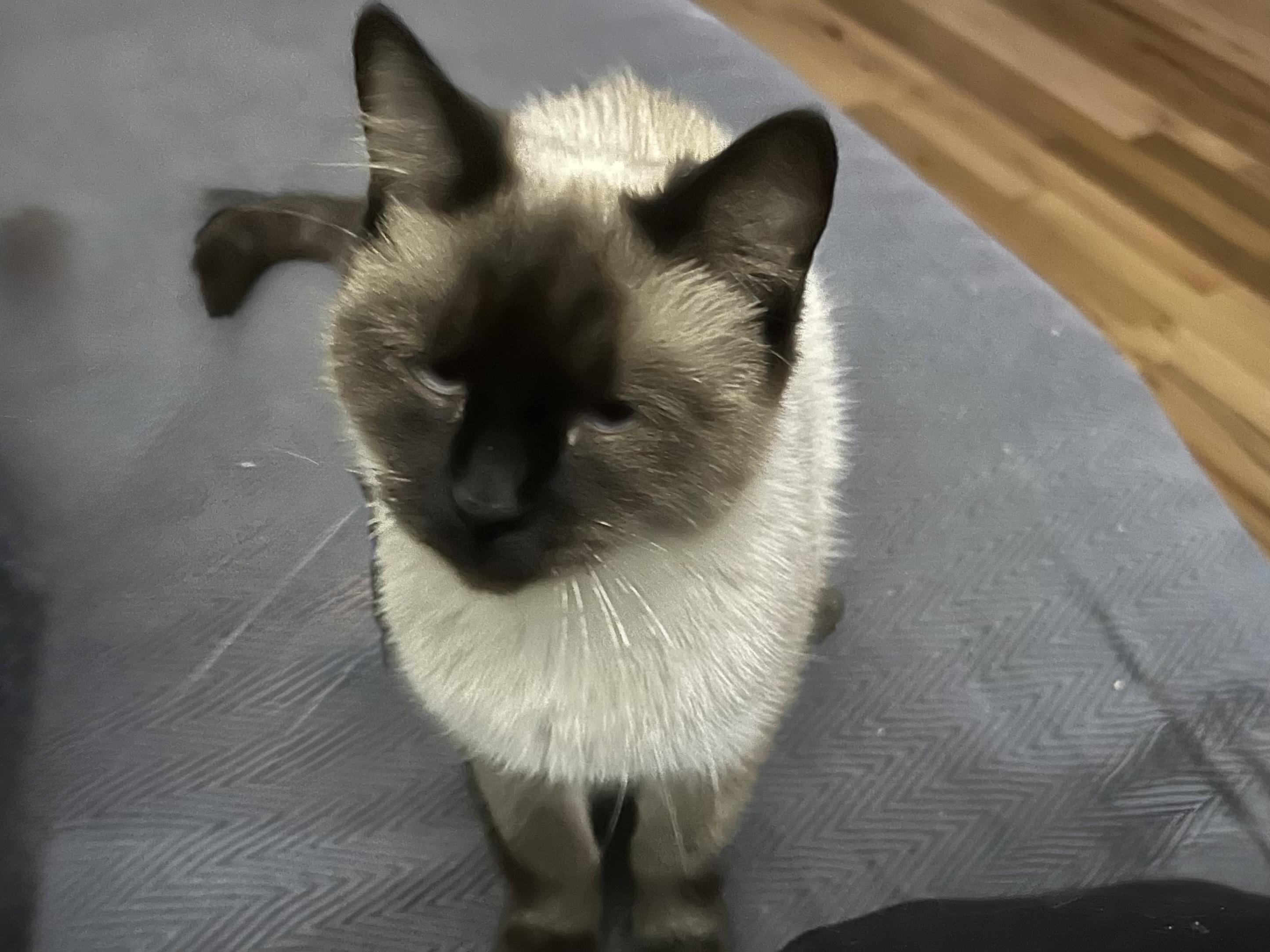 Lexi, a Adopted Siamese in Tustin, CA image 1/6